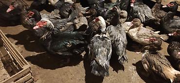 Ördəklər: - Növ: Lal ördək, amerikan sortu (Muscovy ducks). - Rənglər: tünd, ağ — 8