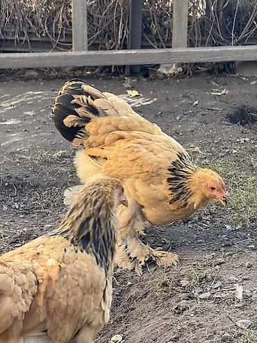 Продаю | Куры, Петух, Цыплята | Брама | На забой, Для разведения, Несушки