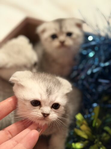 Pişiklər: Şotland — 9