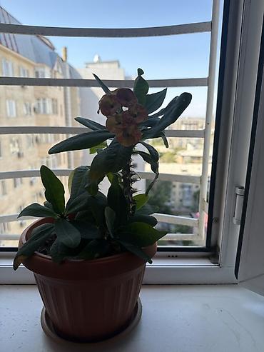 ayn: Комнатные растения в горшках 1) Эуфорбия Миля (Euphorbia milii — 1