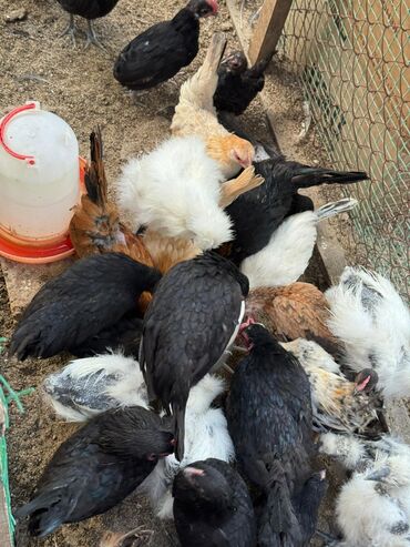 тоок куры: 🐣Продаю декоративные карликовые породы кур и петухов! Отличные
