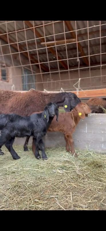 Qoyunlar, qoçlar: Qoyun və quzu dəsti - Ana qoyun: yerli ətlik-tip (qara başlı — 7
