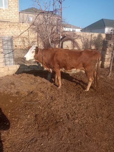 Inəklər, öküzlər: Simental tipli inəklər və buzağı - salam aleykum qirmizi inek 20 — 1