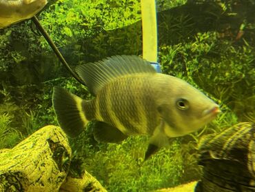 Akvariumlar: Böyük ölçülü şüşə akvarium komplekti - Ön və yanları şəffaf şüşəli — 15