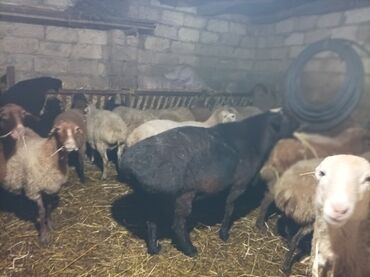 Qoyunlar, qoçlar: İKİ YAŞ YARİMLİQ. Diri çəkisi 93 kq.TAM SAQLAM. QOYUN SURMEYNE SOZ — 3