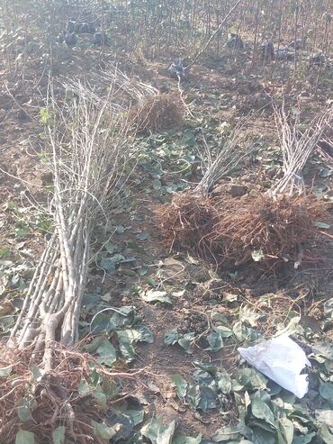 Şitillər: Məhsul: Gül kolları (qızılgül) Təsvir: - Şəkillərdə müxtəlif rəng və — 5