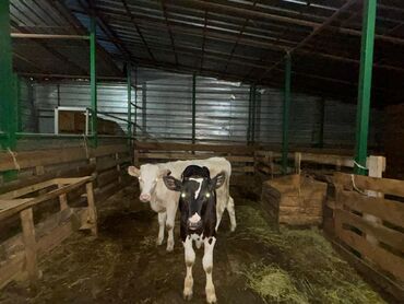 корова голштинской породы цена: Продаю | Бык (самец) | Племенные