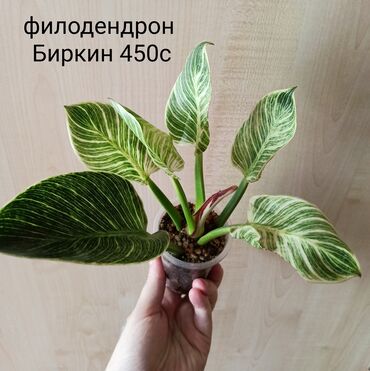 саженцы лимон: Филодендроны.
Сингониумы.
Самовывоз. Бишкек 11 микрорайон