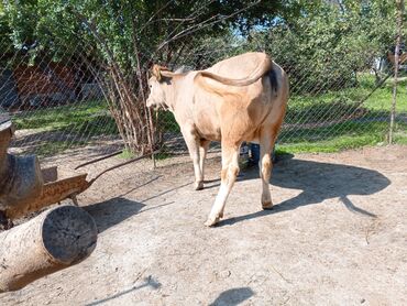 Dana, buzov: Məhsul: Dana (erkək) Təsvir: - Şəkillərdə görünən sağlam, ətlik — 5