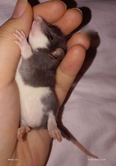 Крысы: КРЫСЯТА "ДАМБО" 3 малыша, мальчики месяц ручные активные готовы к — 5