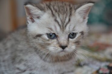 вислоухий сиамский кот: Породистый шотландский котёнок, котик, дата рождения 15,07,22. Окрас at lalafo.az вислоухий сиамский кот: Породистый шотландский котёнок, котик, дата рождения 15,07,22. Окрас
