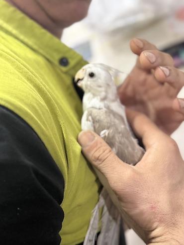 Quşlar: Yanagsız korella (cockatiel) – xüsusi rəng mutasiyası. - Rcəng: açıq — 7