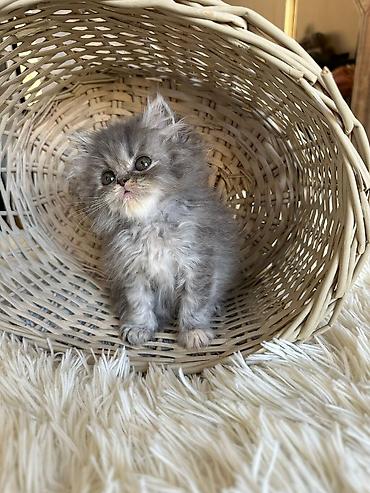 Pişiklər: Fars — 7