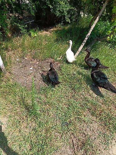 bala tutuquşu: Qiymeti razilaşma yolu ile — 2