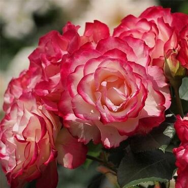 цветы оптом розы: Семена и саженцы Роз, Самовывоз, Бесплатная доставка, Платная доставка