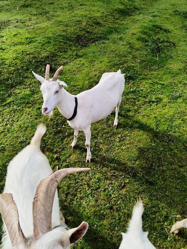 Keçi, çəpiş: Sanen keçiləri satılır. Çəkilisdə heç bir effekt istifadə edilməyib — 6