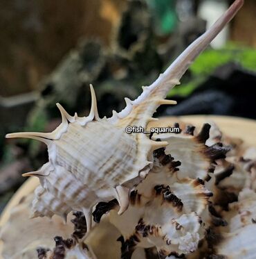 Аквариумы: Разные ракушки! Бишкек
от 50 и выше — 3