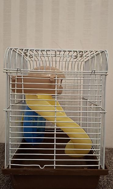 keci surusu: Əla vəziyətdə Junkarik üçün qəfəs içində var: Sürüşkəni✅️ evi✅️ qaçmaq — 4
