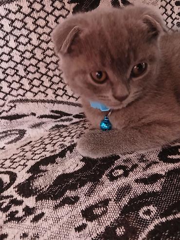 Pişiklər: Şotland — 8