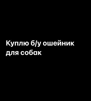doberman: Куплю б/у ошейник для собак. Ищу обычный ошейник для собаки — 1