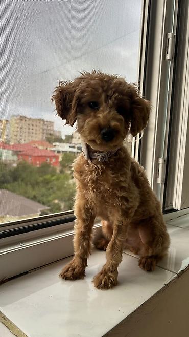 Heyvanlar üçün digər mallar: Toy Poodle, erkək, 4 aylıq. - Vaksinləri vurulub - Qurd dərmanı və — 3