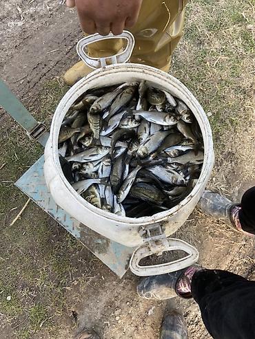 рыба кои: Малек рыбы для зарыбления водоёмов - карп (в т.ч. зеркальный) — 3