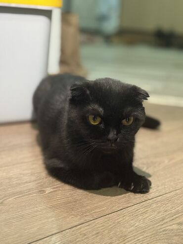 для кошек домик: Кошка даром: Скотиш Фолд (Шотландская вислоухая), 1 год, Девочка, Приучена к лотку, Проглистована