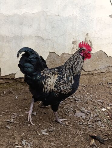 Xoruzlar: Saf qanlı Astralorp xoruzlar cütü 80 azn - Növ: astralorp cinsi — 12