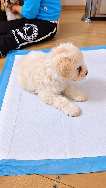 it pekines: Şpitz, Sənədli — 8