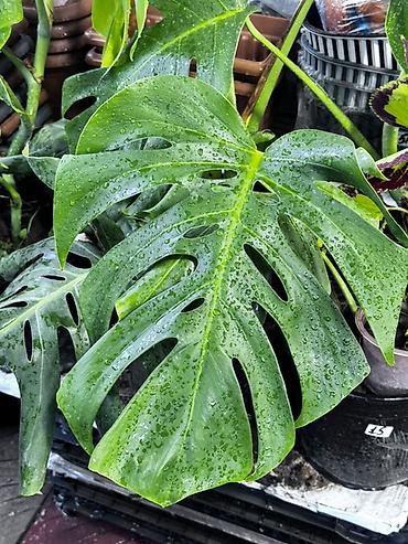 ev bitkisi: Monstera deliciosa (pendir yarpağı) otaq bitkisi - Böyük, dərin yarıq — 1