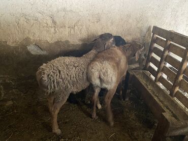 Бараны, овцы: Продаю | Баран (самец) | Полукровка | На забой, Для разведения | Осеменитель — 6