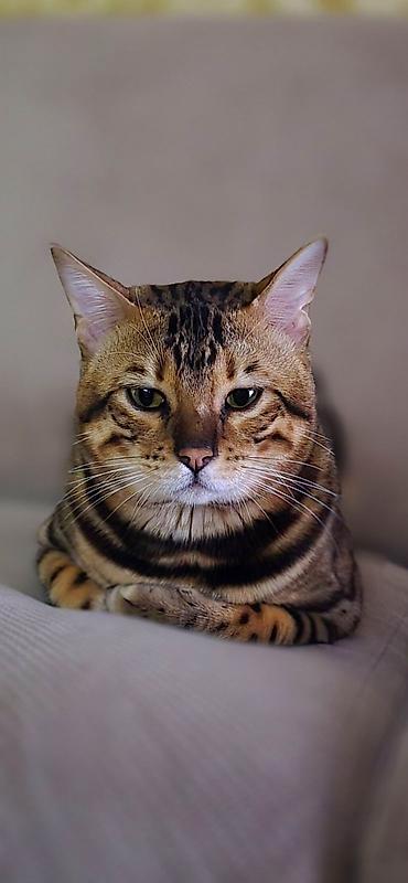 Pişiklər: Benqal, Erkək — 8