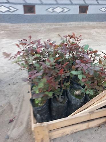 Роза: Продаю Розы ОПТОМ!!! На продажу есть розы в большом количестве разных — 27