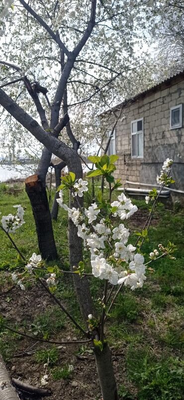 Torpaq sahələrinin satışı: 9 sot, Biznes üçün, Mülkiyyətçi, Kupça (Çıxarış) — 8