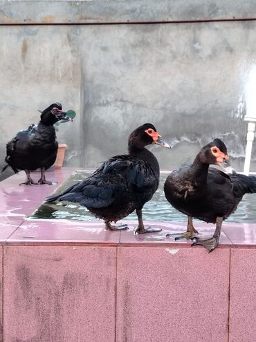 Ördəklər: Dişi, | Lal ördək, Ətlik