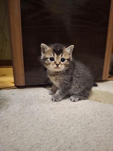 Pişiklər: Britan — 15