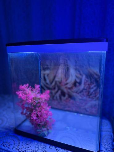 suni bitki: Delsa Aquarium K390 akvarium - Model: K390 (üst qapaqda etiket) - — 2