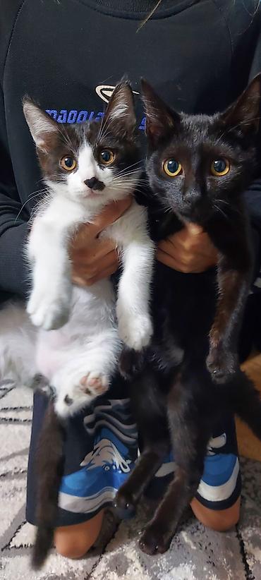 Отдам даром кошку: Кошка даром: Сиамская, Мальчик — 1