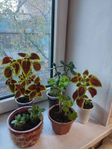 отдам даром котенка: Цветы комнатные 5 шт на 5 кг сахара