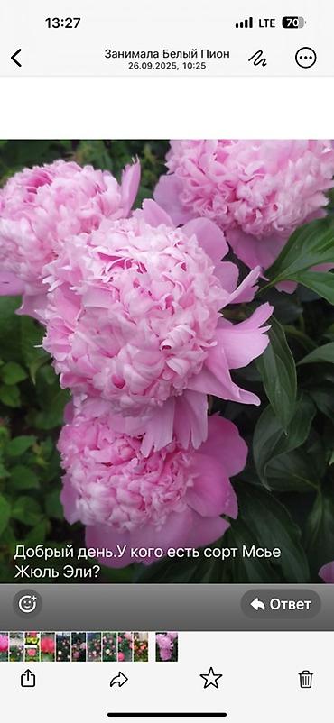 Пион: Пионы травянистые — сортовые делёнки/посадочный материал. - Сорта на — 7