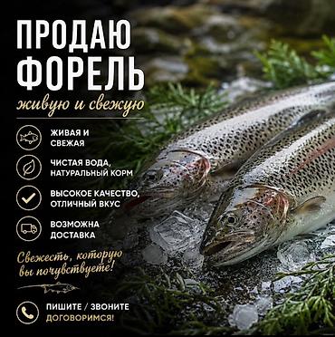 инкубатор икры: Икра, форель и халяльная домашняя куриная продукция. - Икра — 2000 — 10