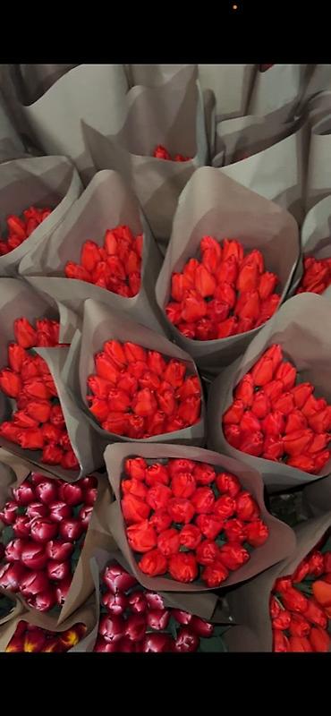 Букеты из живых цветов: 🌷 Тюльпаны оптом и в розницу!🌷 Свежие, хрустящие, плотные бутоны 🌿 at lalafo.kg — 8 Букеты из живых цветов: 🌷 Тюльпаны оптом и в розницу!🌷 Свежие, хрустящие, плотные бутоны 🌿 — 8