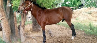 продаю коня: Продаю | Конь (самец) | Полукровка | Конный спорт