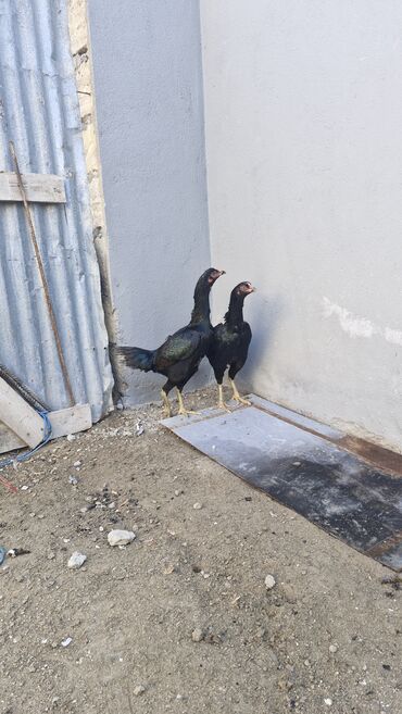 Toyuqlar: Toyuq, Damazlıq — 6