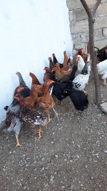 cins ineklerin qiymeti: Toyuq, Damazlıq, Ünvandan götürmə