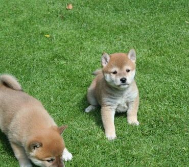 Shiba inu Puppies Adorable Shiba inu Puppies searching for loving