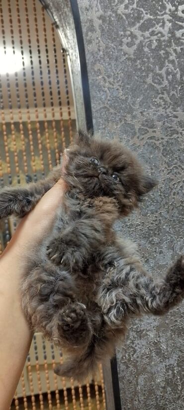 Pişiklər: Britan yastı qulaq, Erkək, Dişi, Yaxşı əllərə, Ünvandan götürmə, Pulsuz çatdırılma, Ödənişli çatdırılma — 10