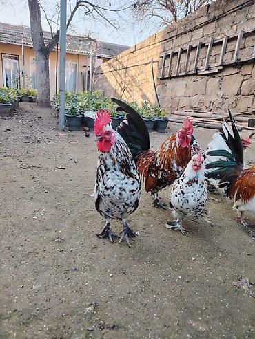 Xoruzlar: Yaponkalar satılır ünvan Əmircan — 3