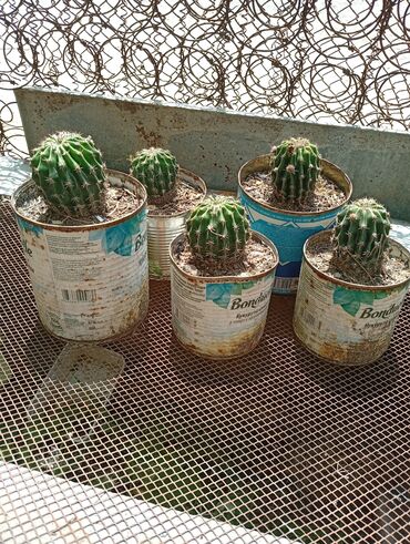 studiya otaq: Kaktus 🌵