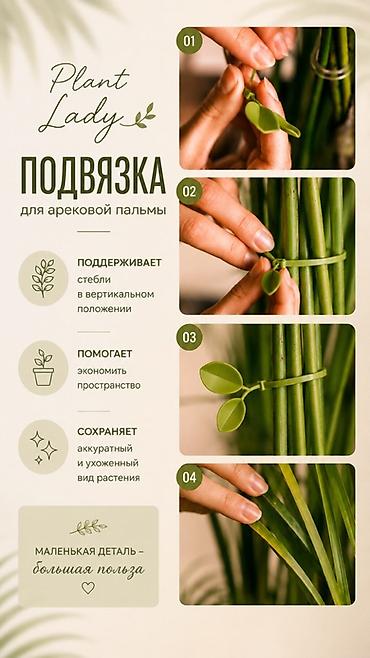 Пальмы: В единственном экземпляре с кашпо продается веерная пальма Ливистона😍 — 19